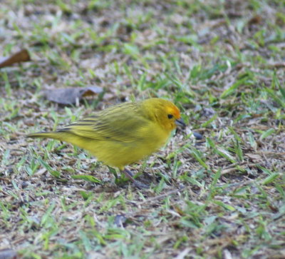 Saffron Finch