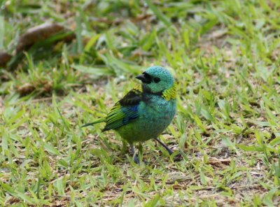 Blue Dacnis