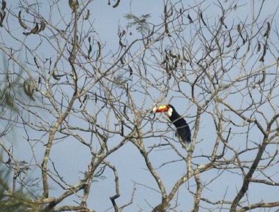 Toco Toucan