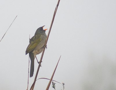 Great Pampa-Finch