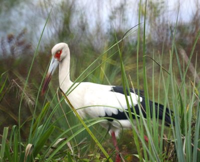 Maguri Stork