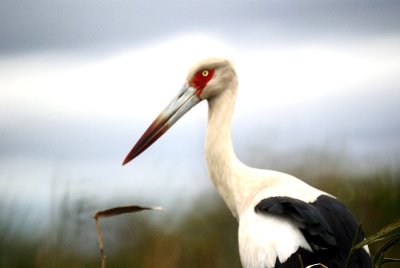 Maguri Stork