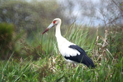 Maguri Stork