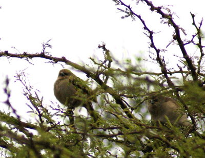 Shiny Cowbird female