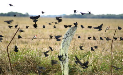 Shiny Cowbird