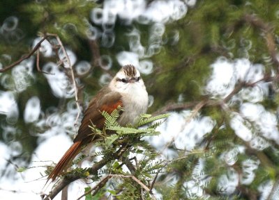 Stripe-crowned Spinetail