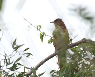 Freckle-breasted Thornbird