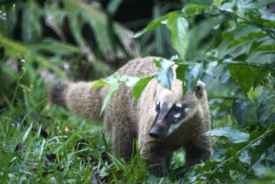 Coatimundi