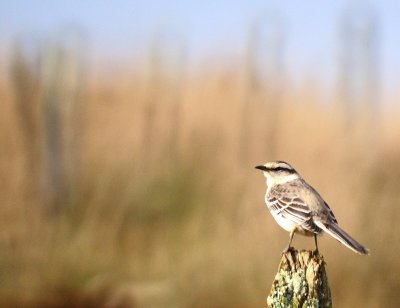 Chalk-browed Mockingbird