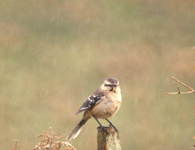 chalk-browed Mockingbird