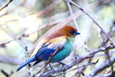 Chestnut-backed Tanager