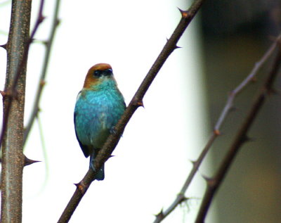 Chestnut-backed Tanager