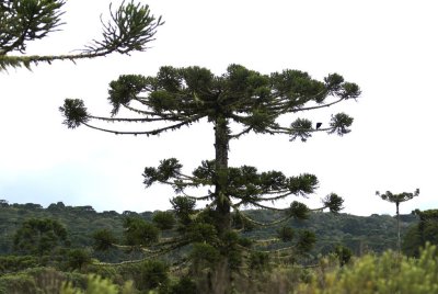 Araucaria tree
