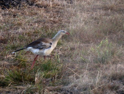 Red-legged Seriema