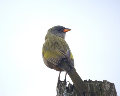 Great Pampa-Finch