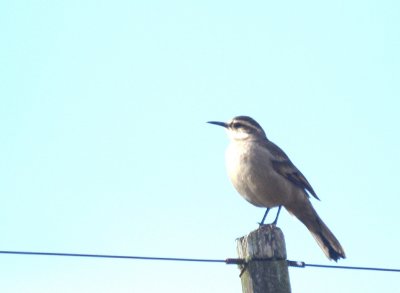 Long-tailed Cincloides