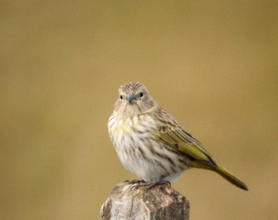 Saffron Finch