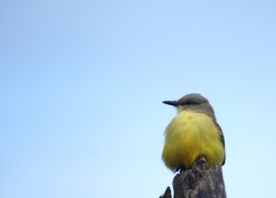 Tropical Kingbird