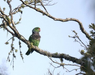 Vinaceous Parrot