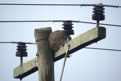 Rufous Hornero nest