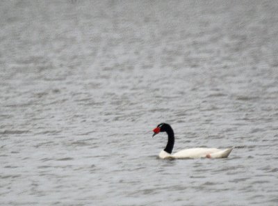 Black-necked Swan