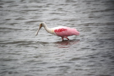 Roseate Spoonbill