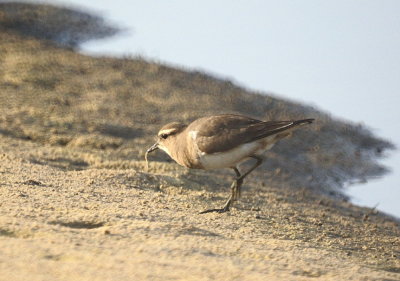 Rufous-chested Dotterel