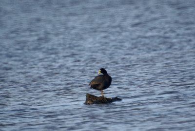 Red-gartered  Coot