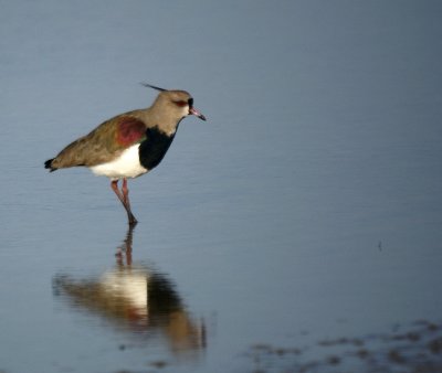 Southern Lapwing