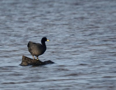 Red-gartered  Coot