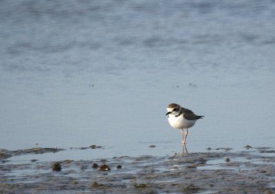 Collared Plover