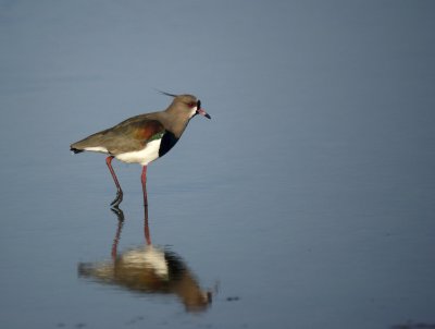 Southern Lapwing