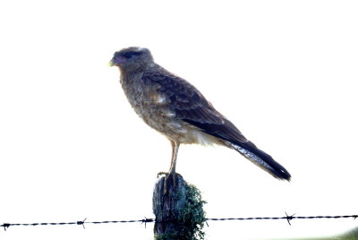 Chimago Caracara