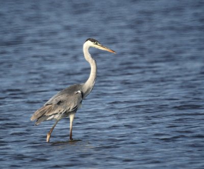 Cocoi Heron