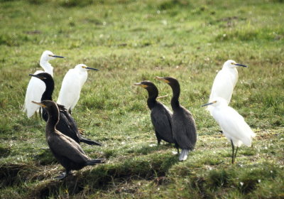 Neotropical Cormorant & Snowy Egret