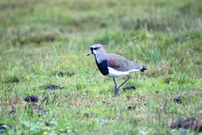 Southern Lapwing