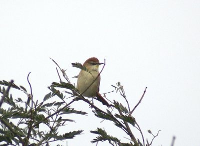 Yellow-chinned Spinetail