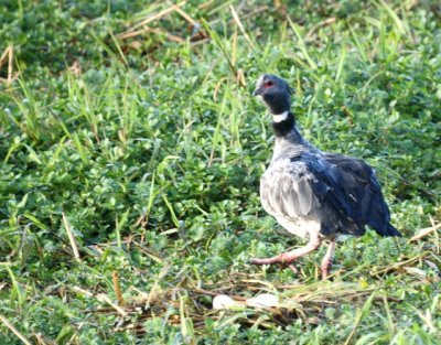 Southern Screamer