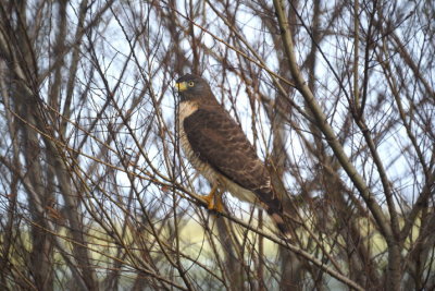 Roadside Hawk