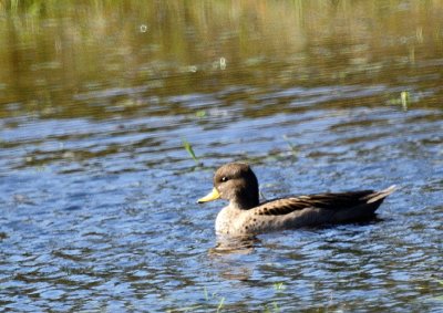 Speckled Teal