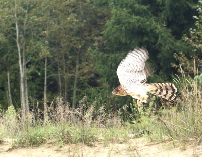 Cooper's Hawk juvenile female