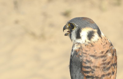 American Kestrel juvenile male