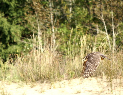 Cooper's Hawk juvenile male