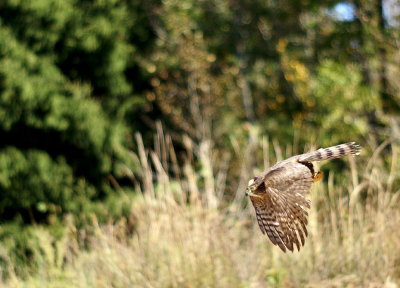 Sharp-shinned Hawk juvenile female