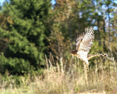 Sharp-shinned Hawk juvenile femaleDSC02130mp.jpg