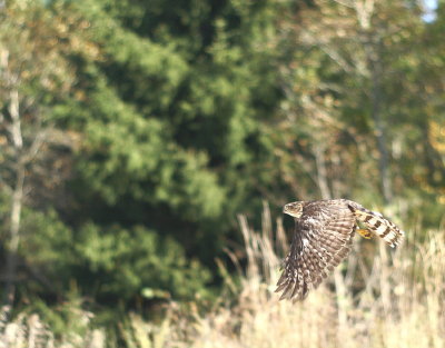 Sharp-shinned Hawk juvenile female