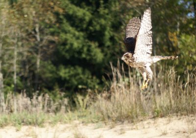 Cooper's Hawk juvenile female