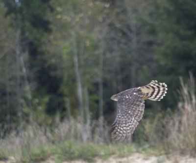 Sharp-shinned Hawk juvenile female