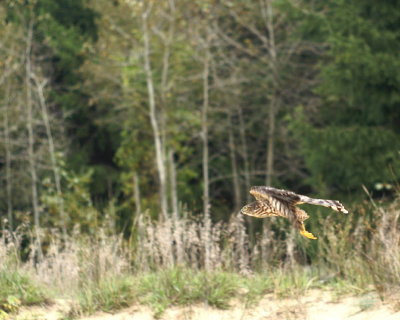 Sharp-shinned Hawk juvenile female