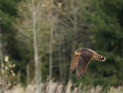 Merlin juvenile male